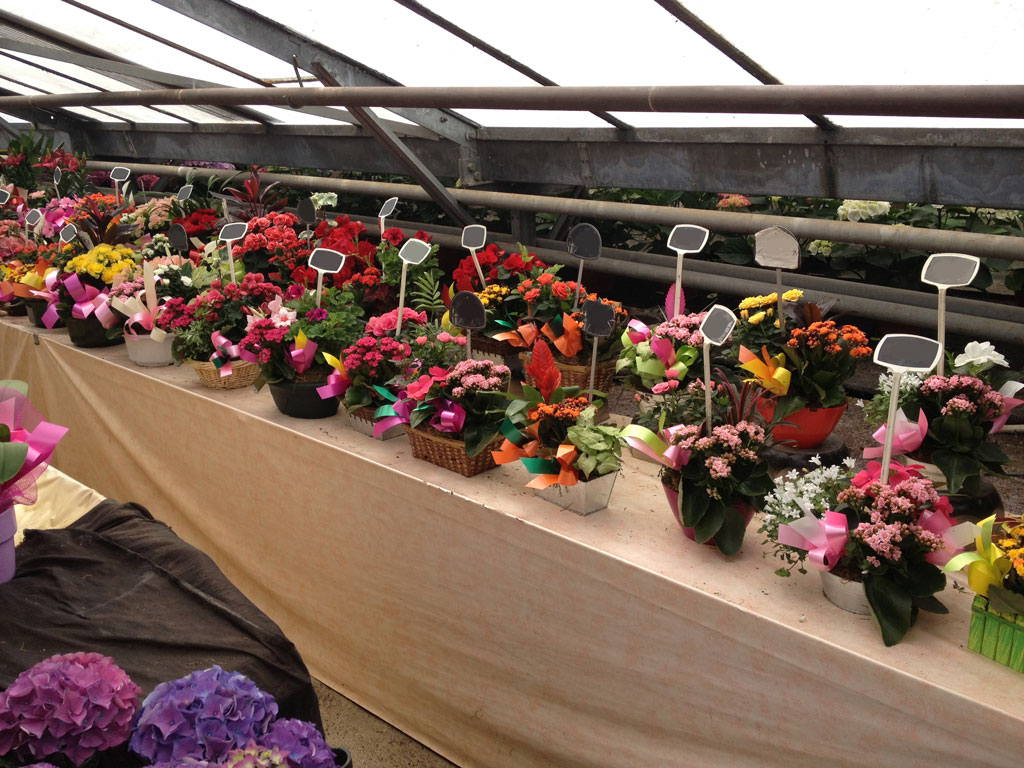 Compositions florales