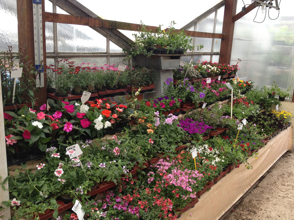 Plantes de suspension